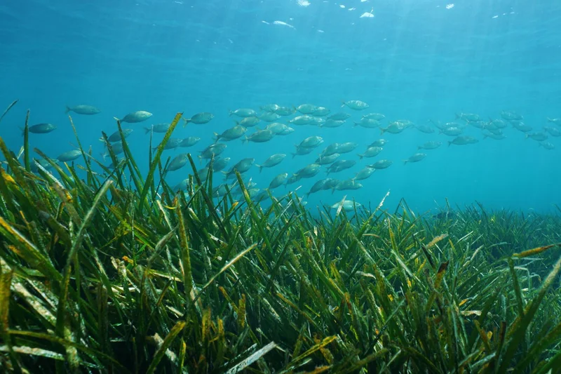 Tens of tonnes of CO2 offset to reduce our carbon footprint