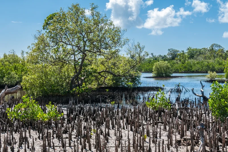 Thousands of trees planted or saved